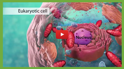 Cell Biology Videos