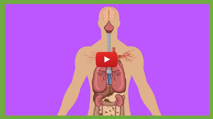 Digestive System Videos
