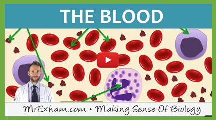 The Lungs & Heart Videos