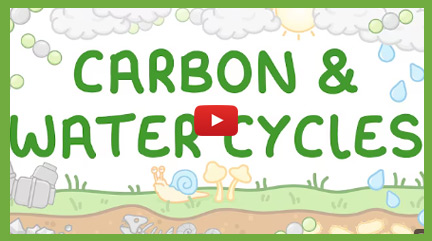 Organising an Ecosystem Videos