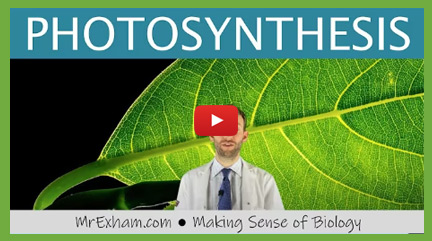 Photosynthesis Videos