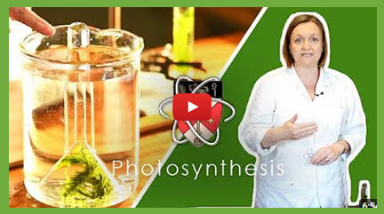 Biology Practical - Rate of Photosynthesis