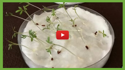 Biology Practical - Plant Growth