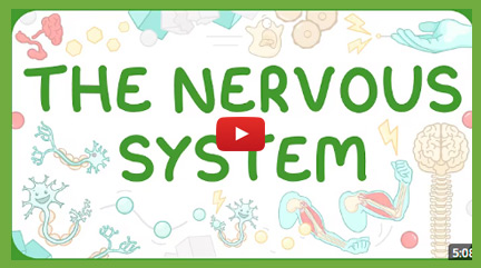 The Human Nervous System Videos