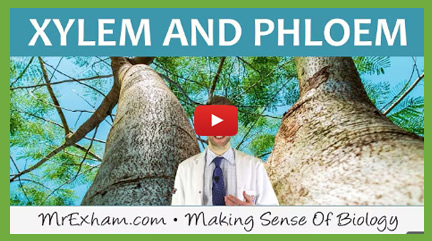 Transpiration Videos