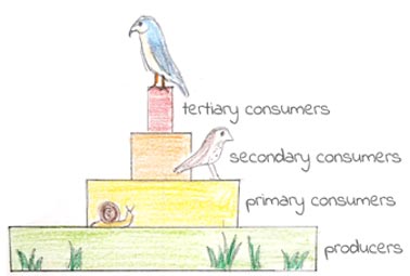 Biodiversity - Biology GCSE Revision Buddy - Science Homework Help